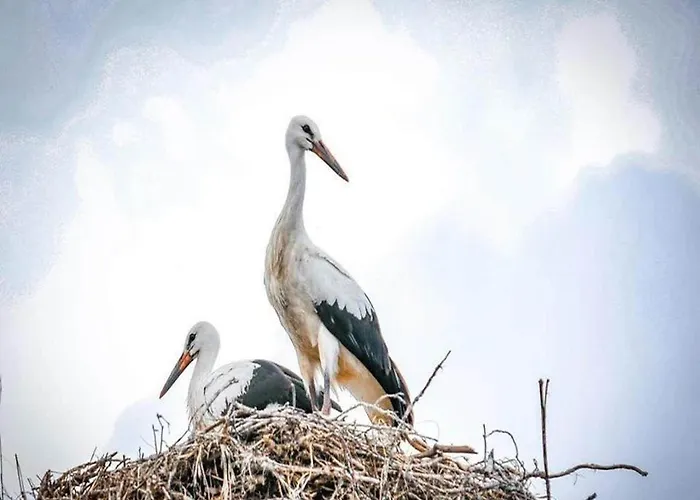 Large, Atmospheric In The Countryside *